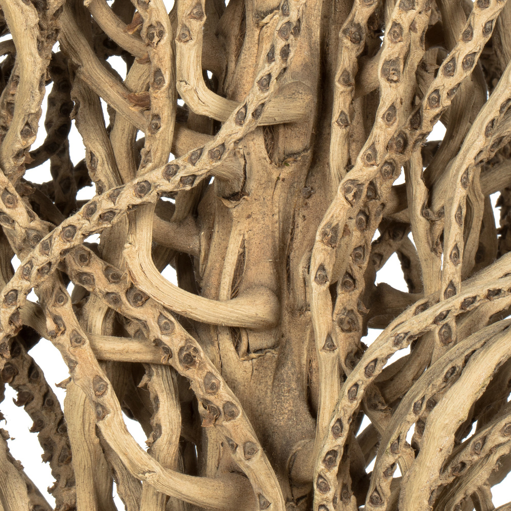 Vickerman Natural Medusa Branch, Dried