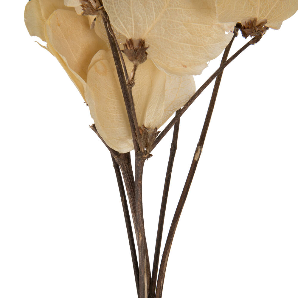 13.5-17" Bleached Moneta Leaf on Twig