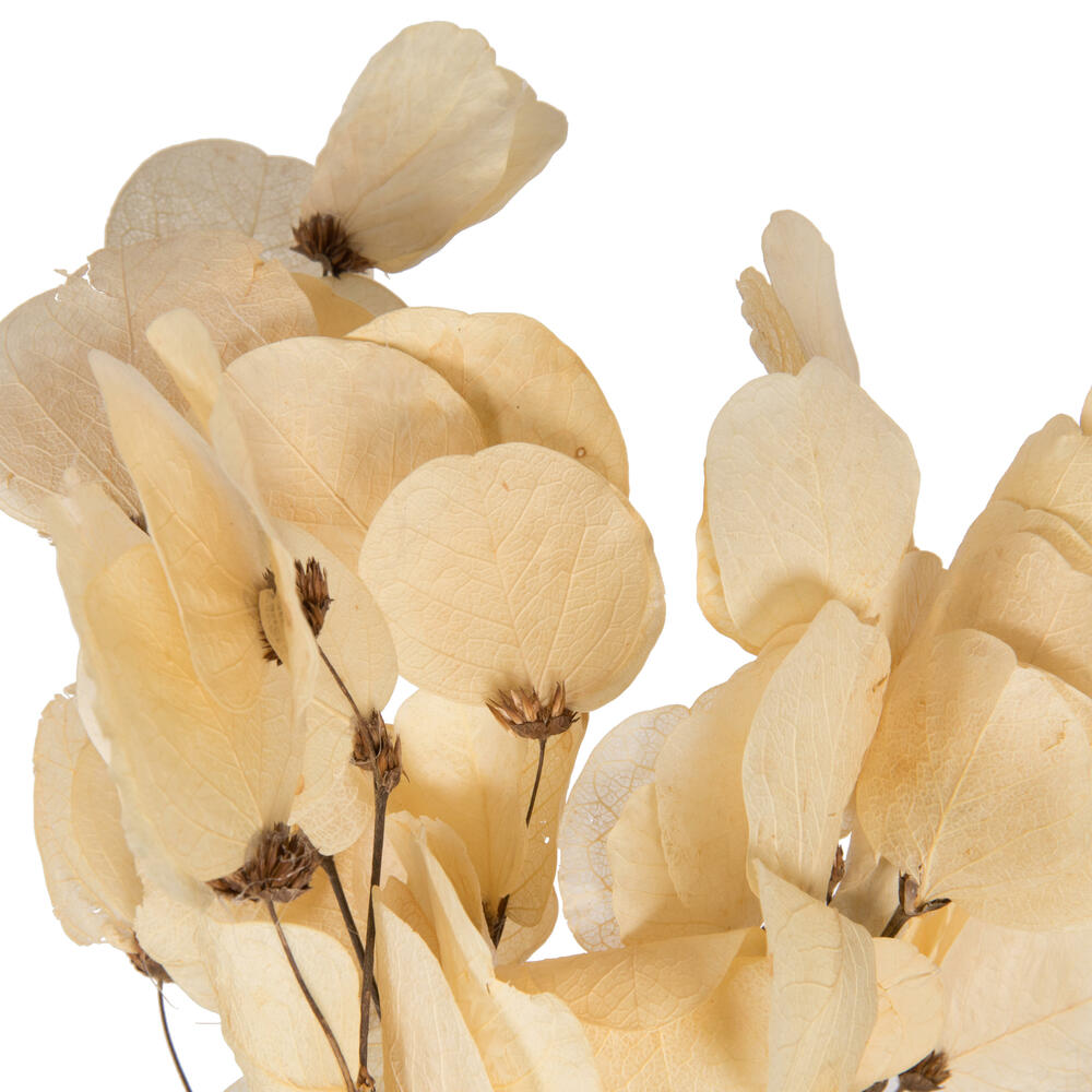 13.5-17" Bleached Moneta Leaf on Twig