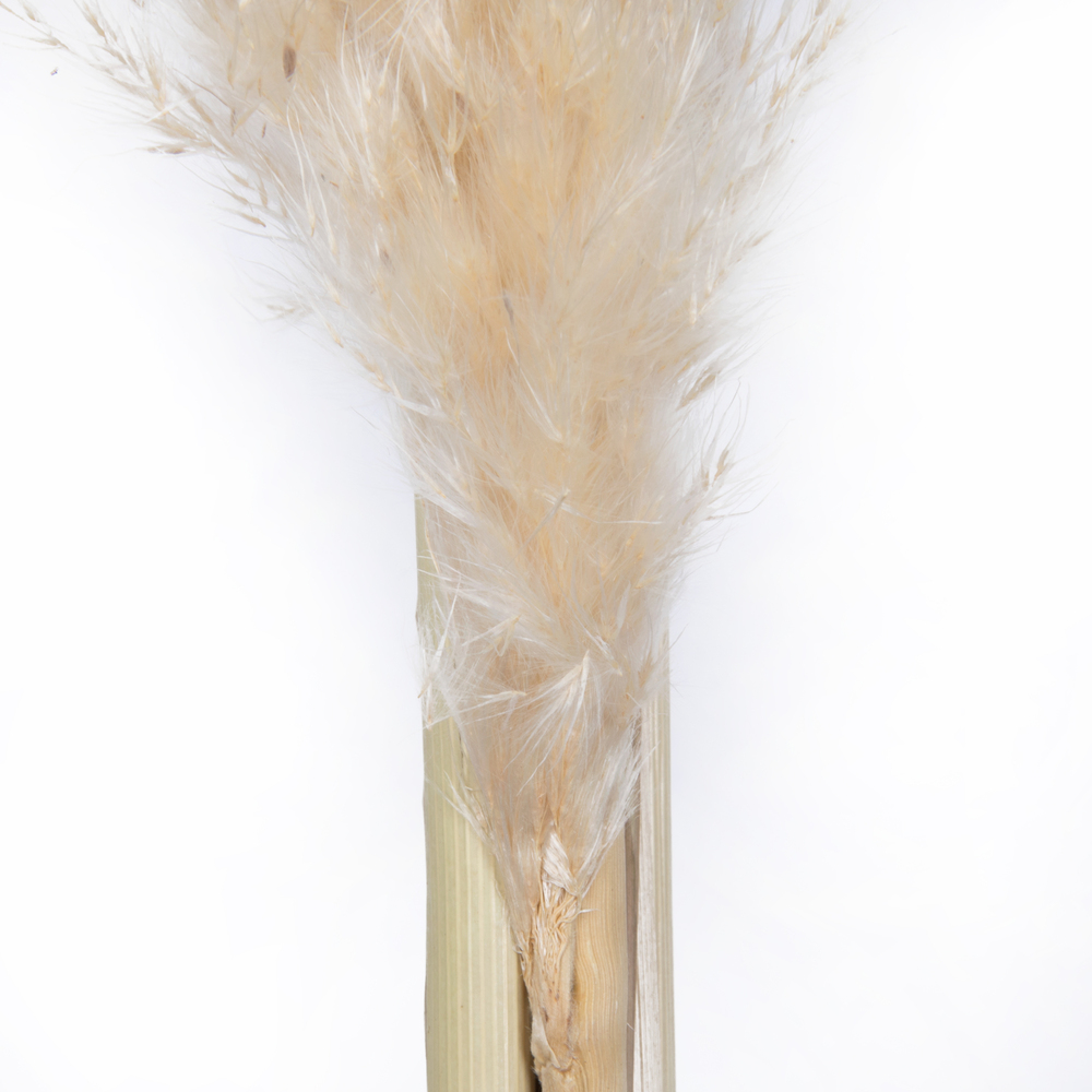 Vickerman 46" Dried Pampas Grass