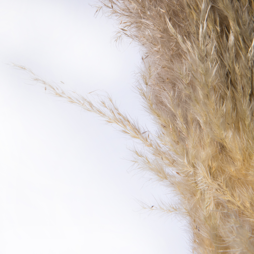 Vickerman 46" Dried Pampas Grass