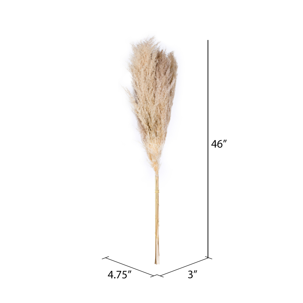 Vickerman 46" Dried Pampas Grass