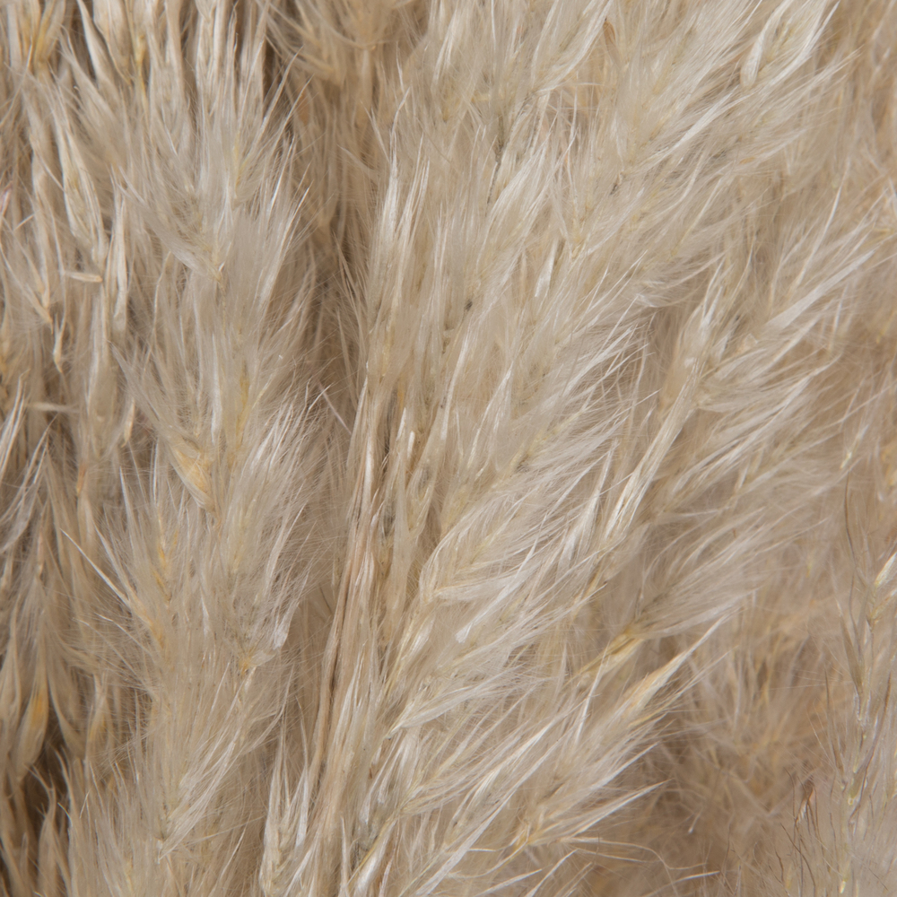 Vickerman 46" Dried Pampas Grass