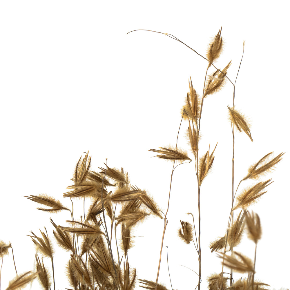 Vickerman 30" Princess Grass Bundle, Dried
