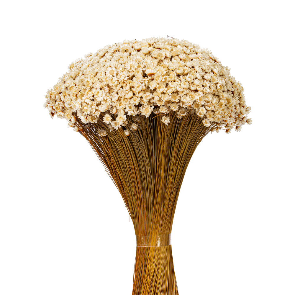 20" Dried Natural Starflower Bunch 8 oz