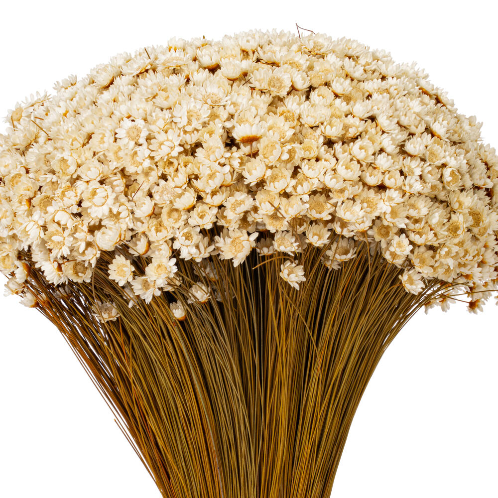 20" Dried Natural Starflower Bunch 8 oz