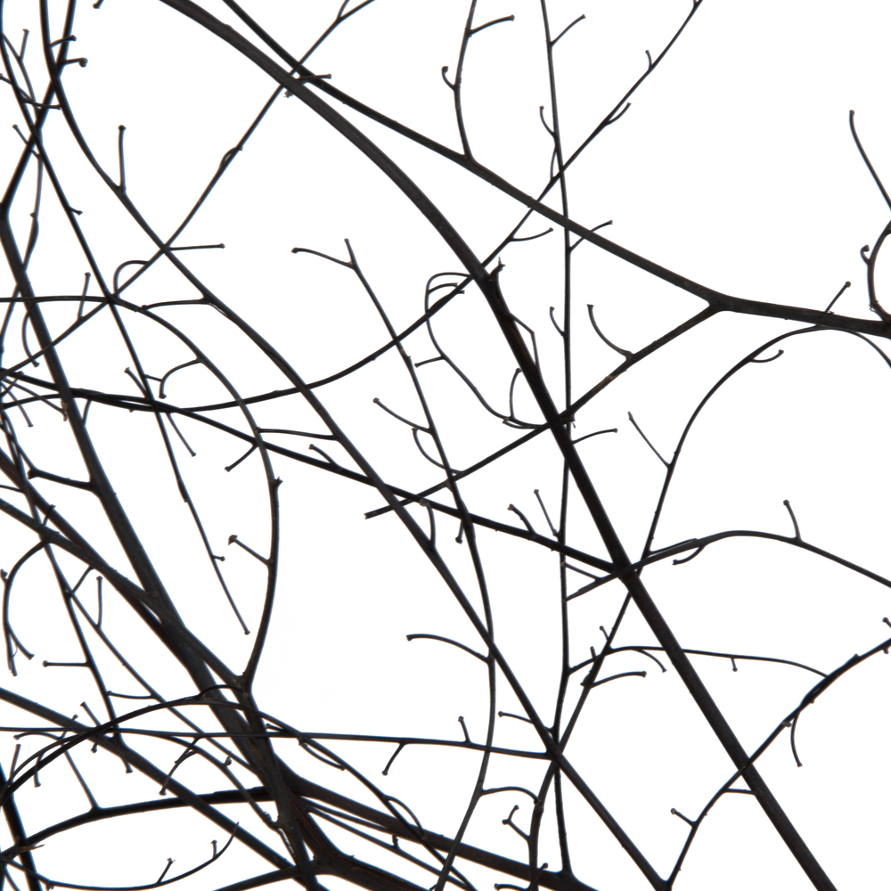 18-20" Natural Brown Skeleton Branch 3Pk