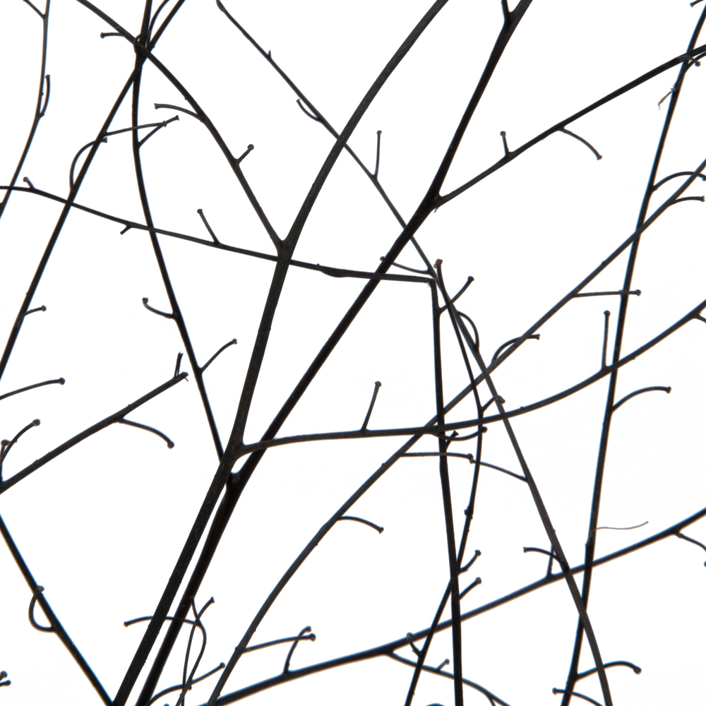 18-20" Natural Brown Skeleton Branch 3Pk