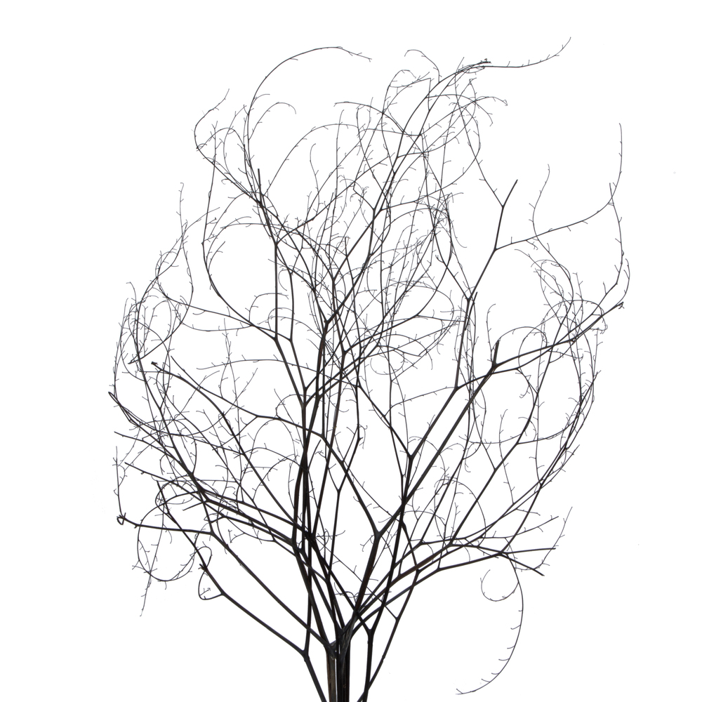 18-20" Natural Brown Skeleton Branch 3Pk