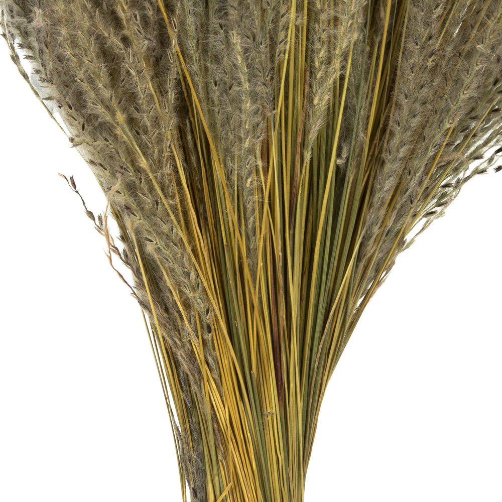 14-20" Natural Snowdrop Grass 9oz