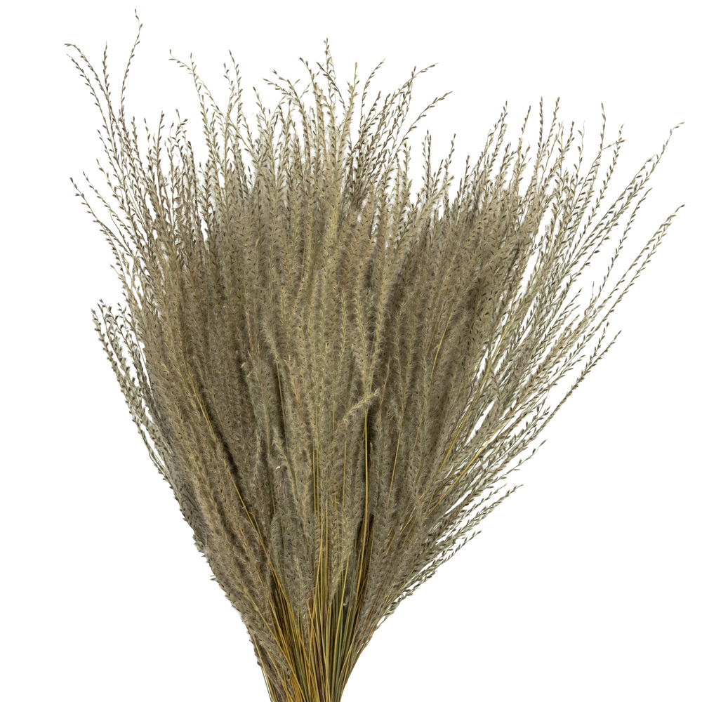 14-20" Natural Snowdrop Grass 9oz