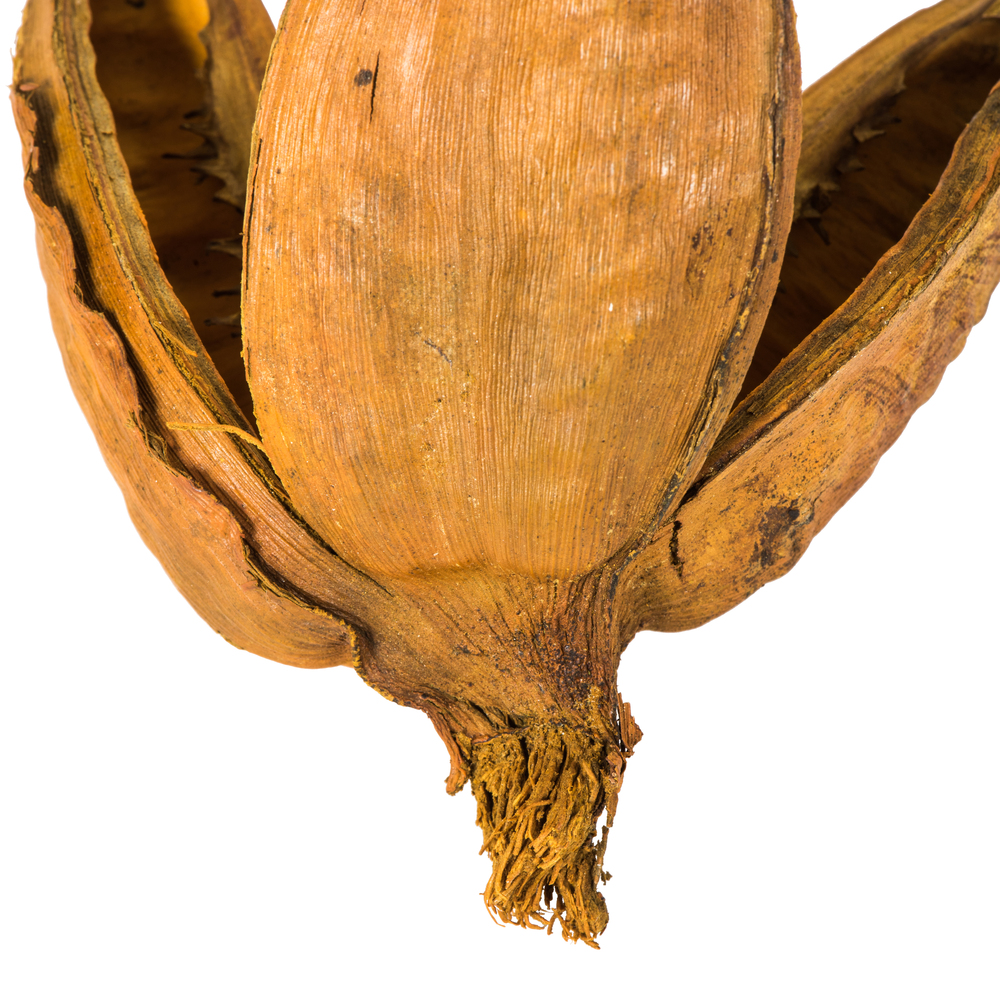 Vickerman 16" Sora Pod attached to a Wood Stem, Dried 5 Pack