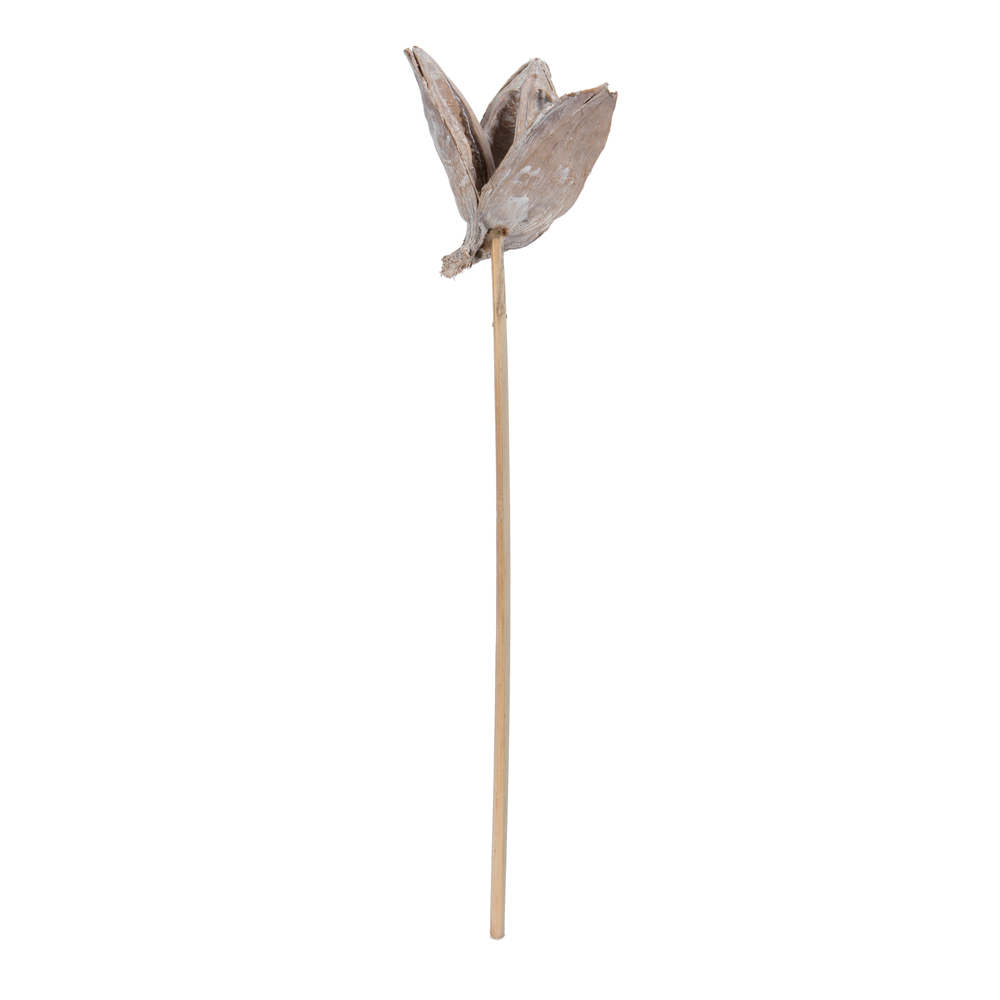 Vickerman 16" Sora Pod attached to a Wood Stem, Dried 5 Pack
