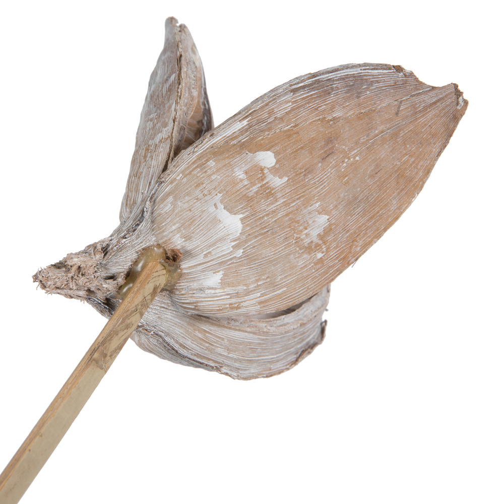 Vickerman 16" Sora Pod attached to a Wood Stem, Dried 5 Pack