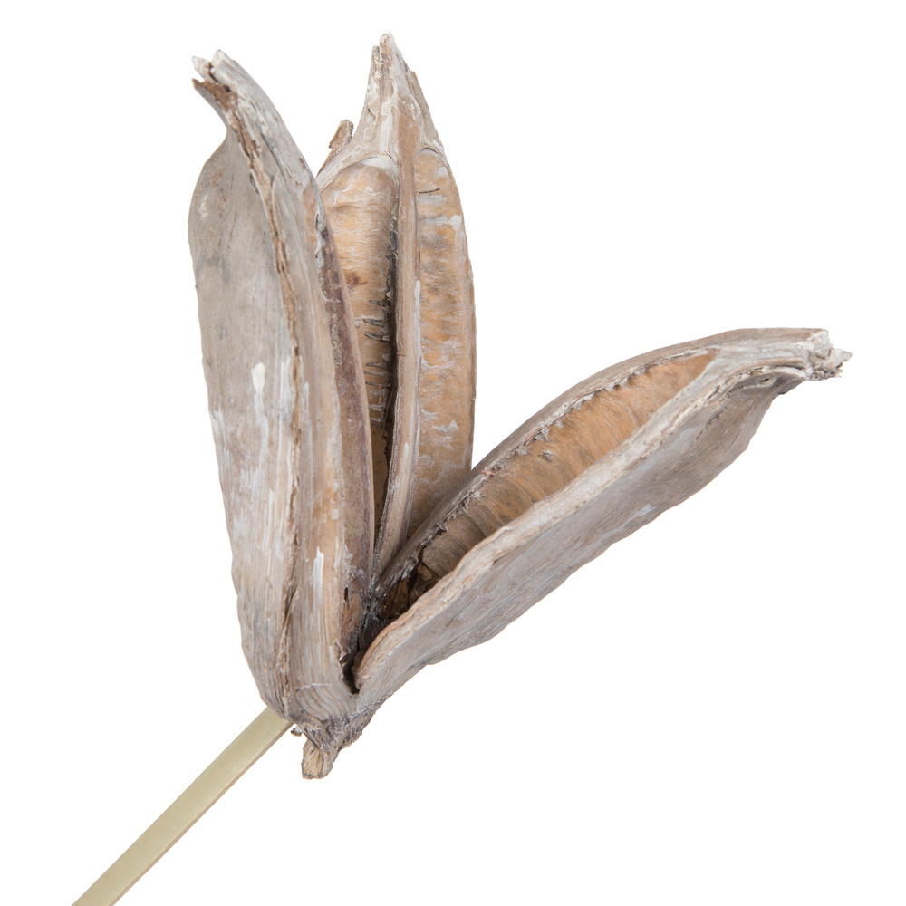 Vickerman 16" Sora Pod attached to a Wood Stem, Dried 5 Pack