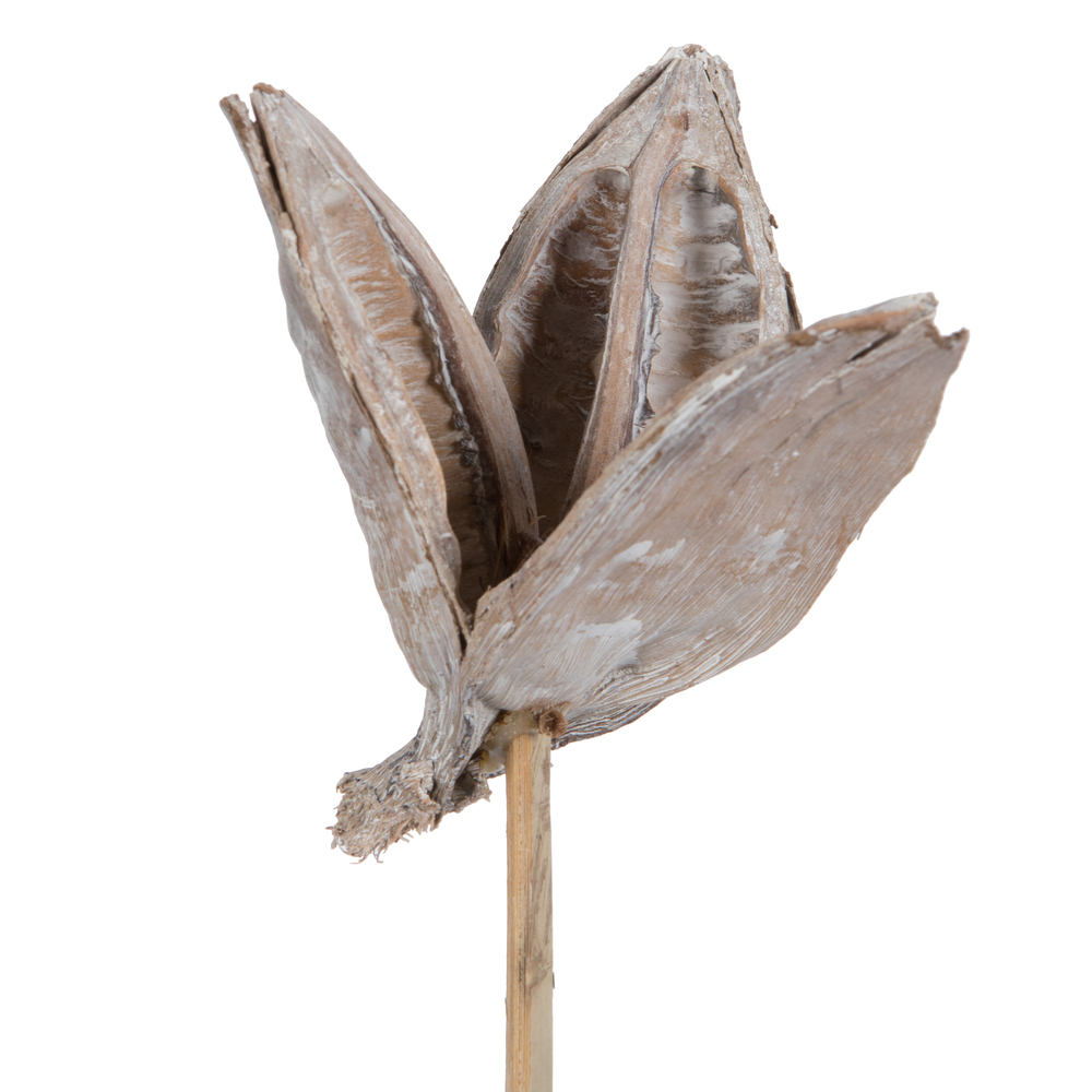 Vickerman 16" Sora Pod attached to a Wood Stem, Dried 5 Pack
