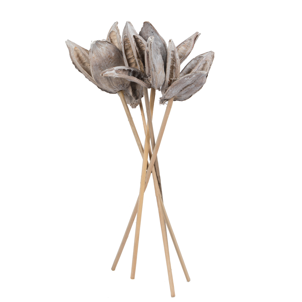 Vickerman 16" Sora Pod attached to a Wood Stem, Dried 5 Pack