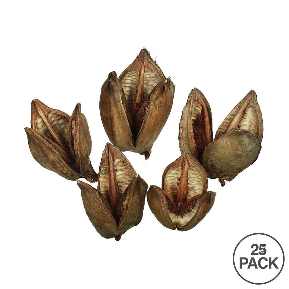Vickerman 3"-4" Sora Pods, Dried Bulk Case