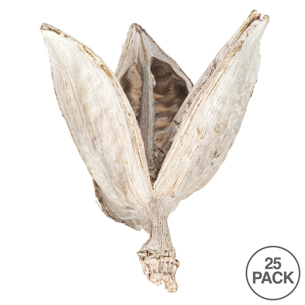 Vickerman 3"-4" Sora Pods, Dried