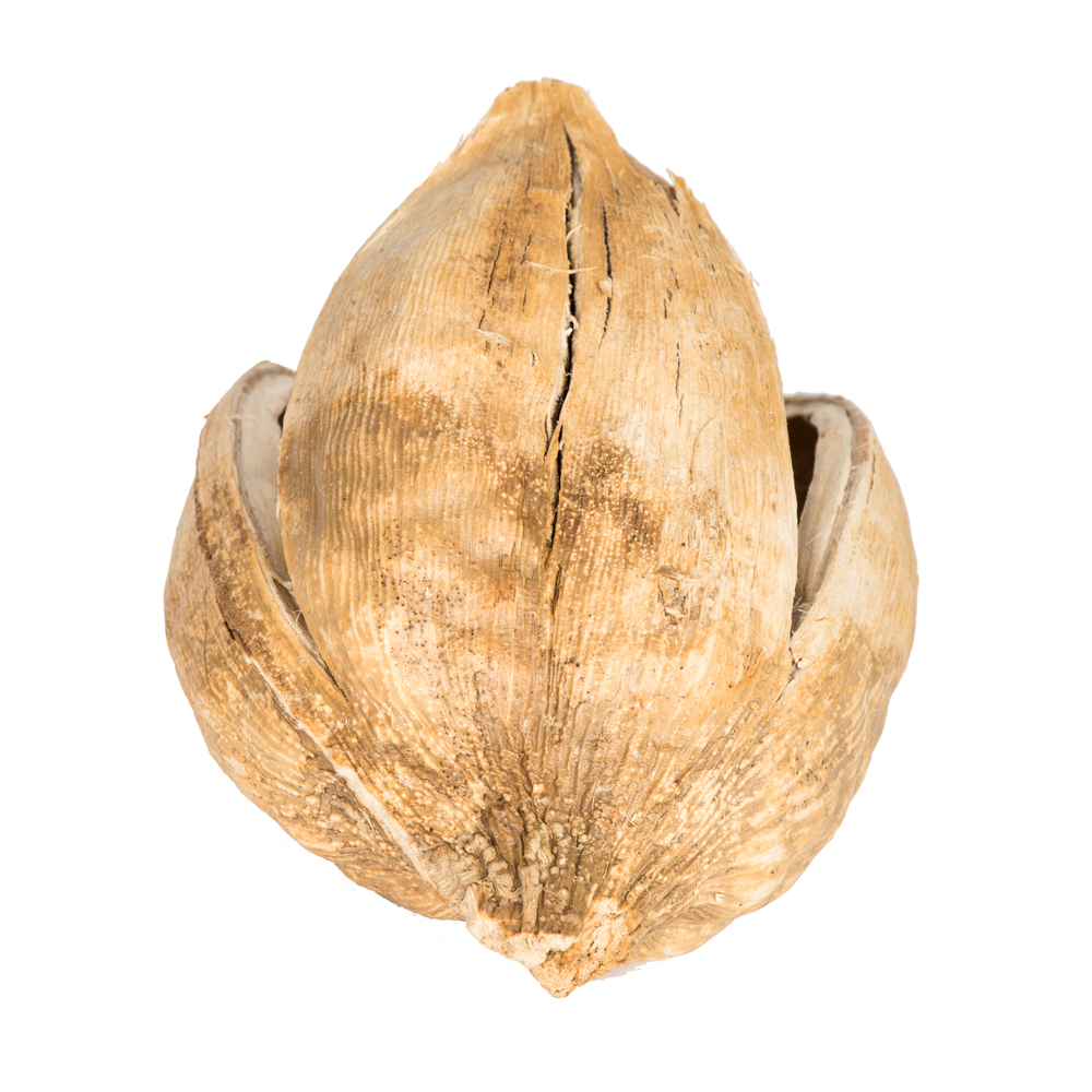 Vickerman 3"-4" Sora Pods, Dried