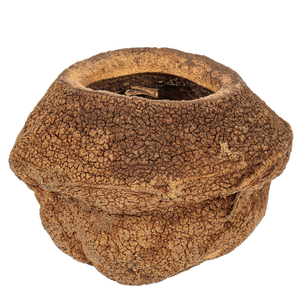 Vickerman 4" Sapa Pod, 3 Pack Dried