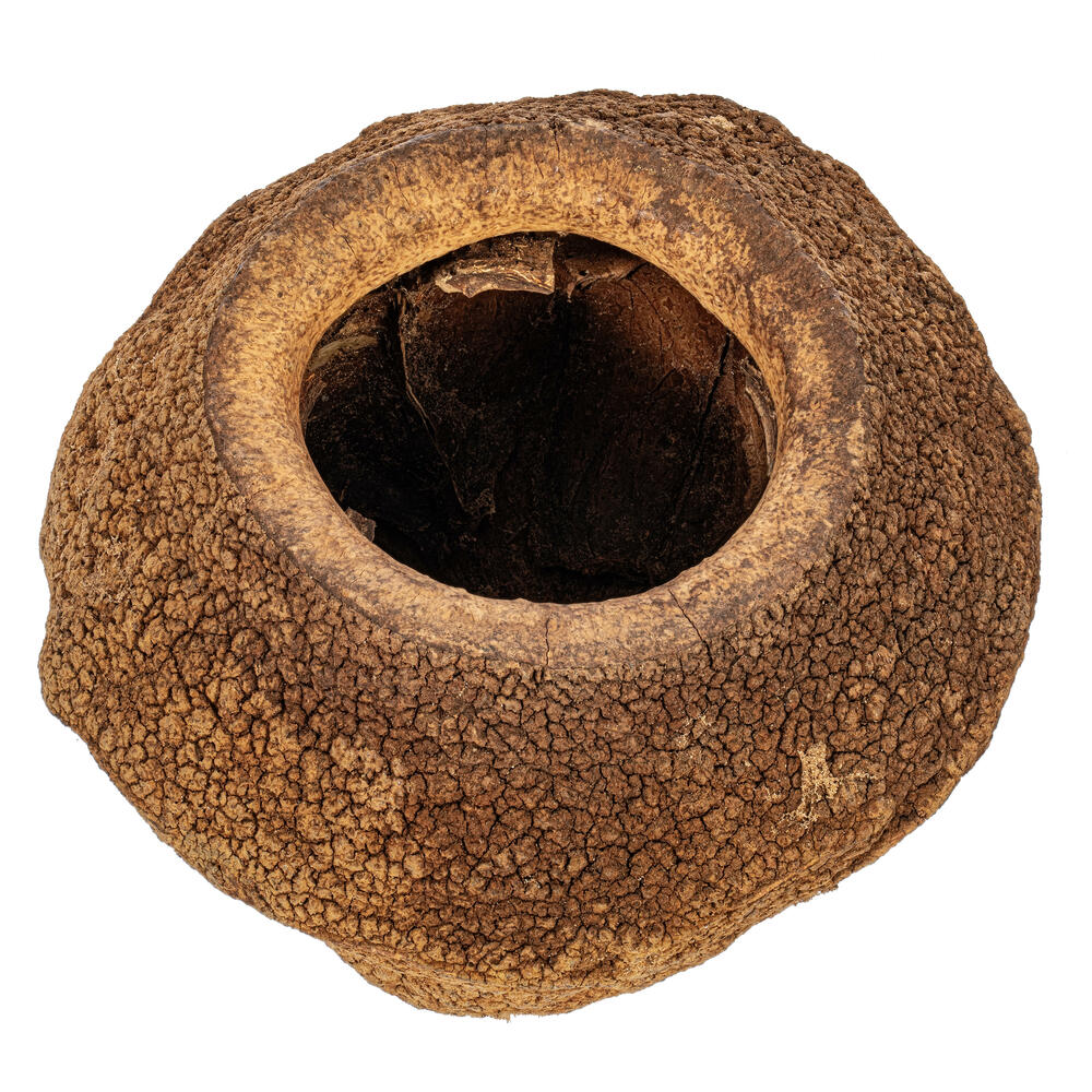 Vickerman 4" Sapa Pod, 3 Pack Dried
