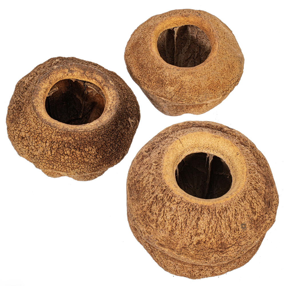 Vickerman 4" Sapa Pod, 3 Pack Dried
