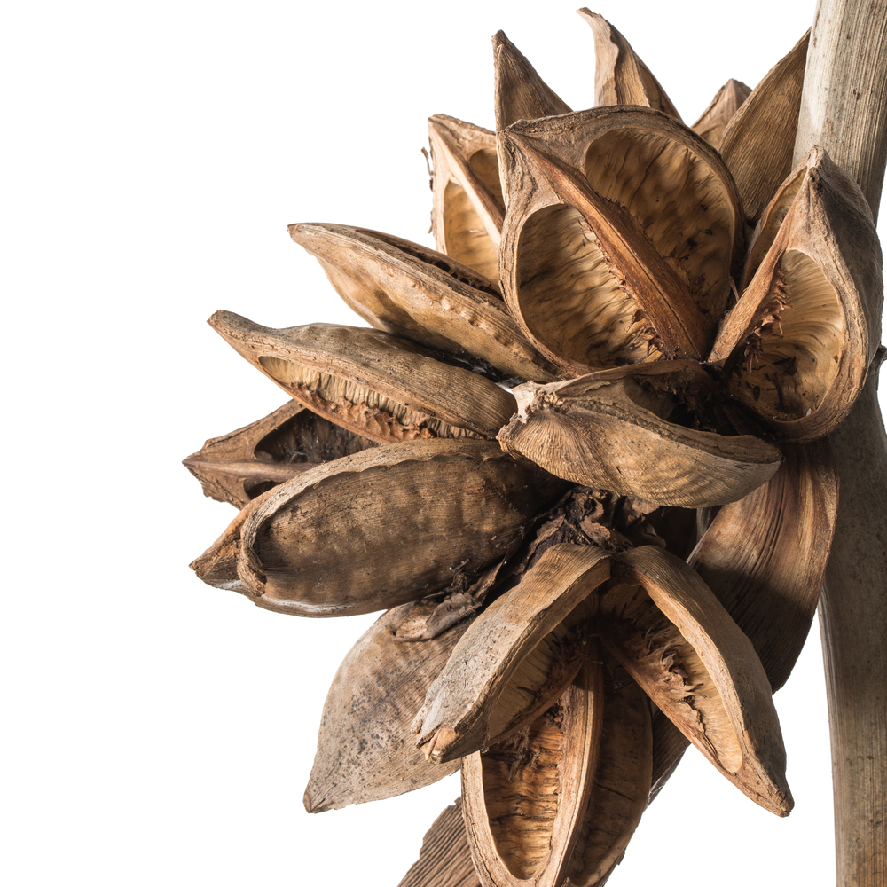 Vickerman 5-6' Star Pod Stalk, Dried