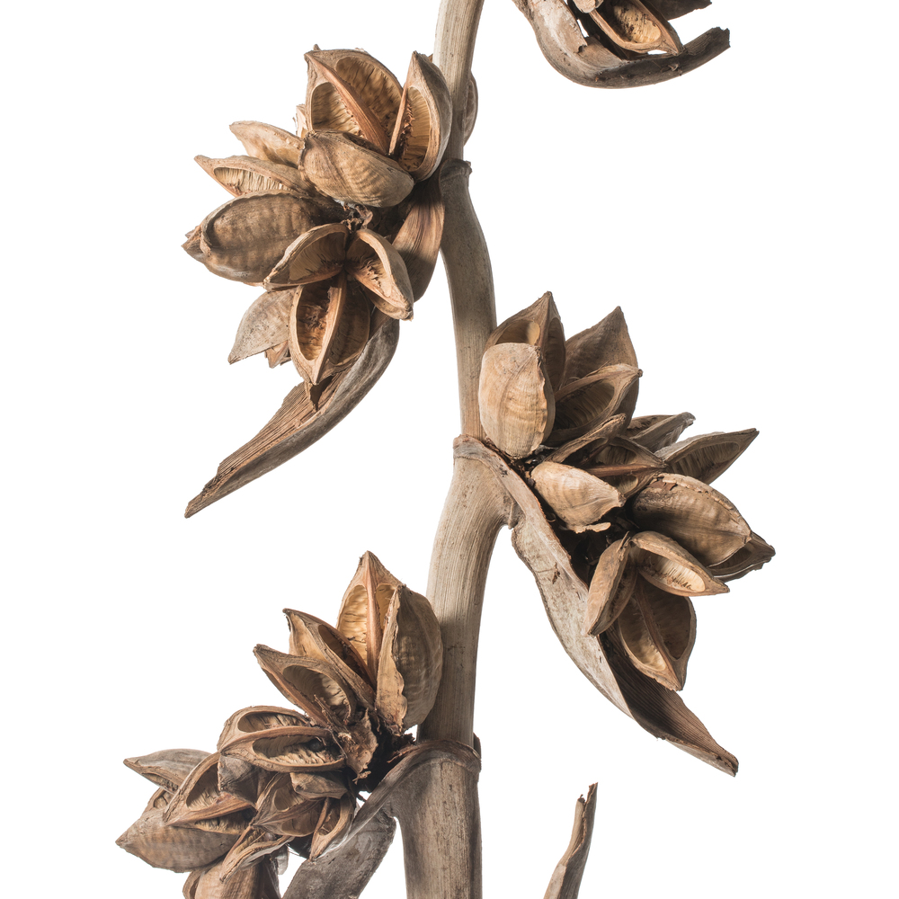 Vickerman 5-6' Star Pod Stalk, Dried