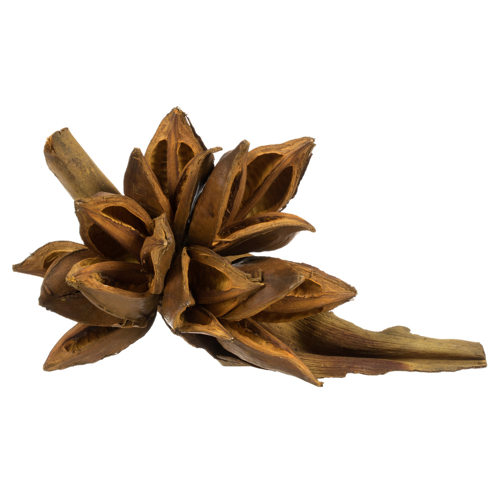 Vickerman 6" Star Pod, Dried