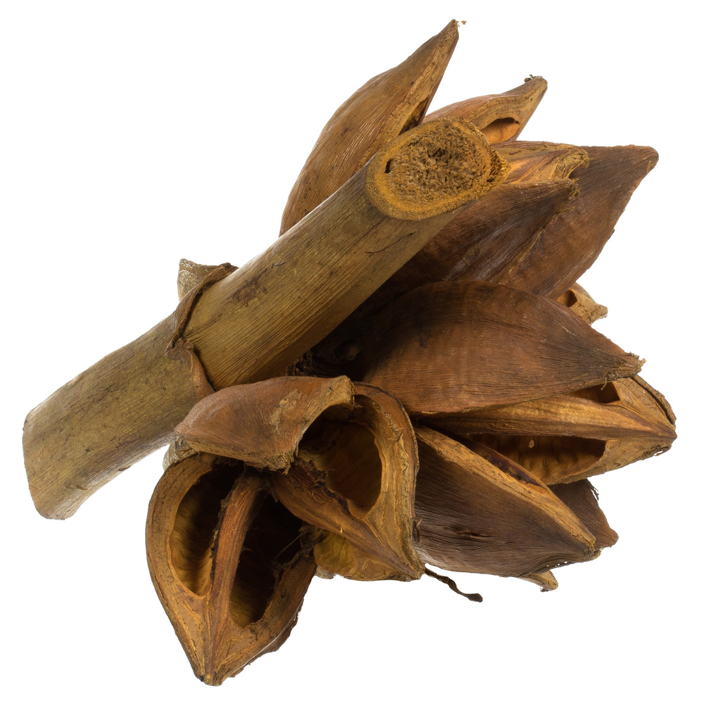 Vickerman 6" Star Pod, Dried