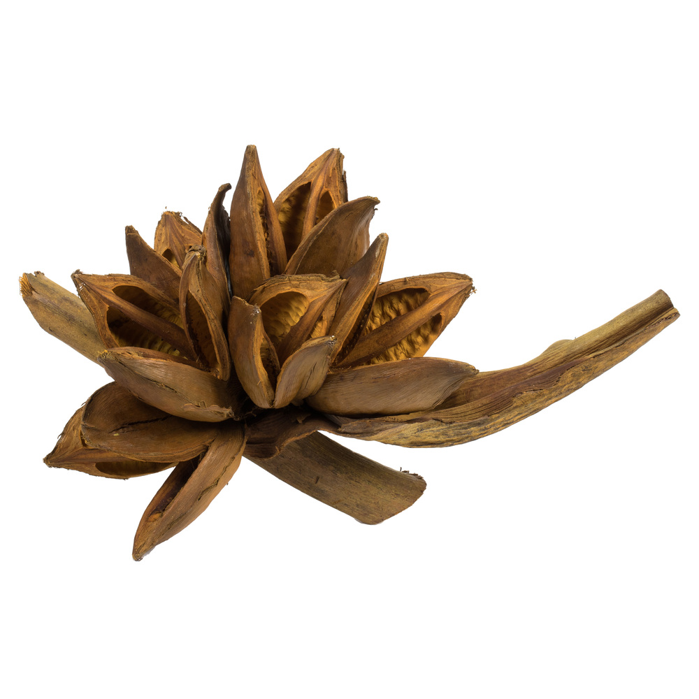 Vickerman 6" Star Pod, Dried