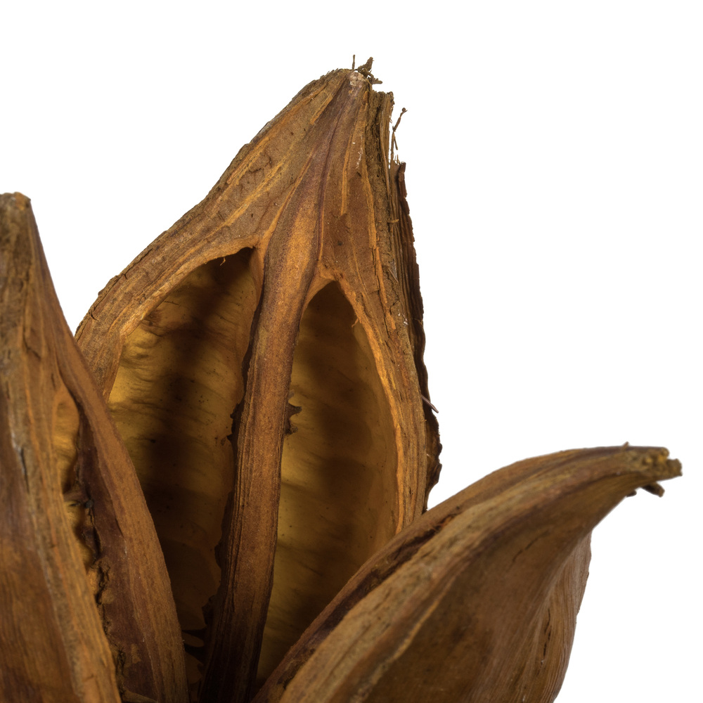 Vickerman 6" Star Pod, Dried