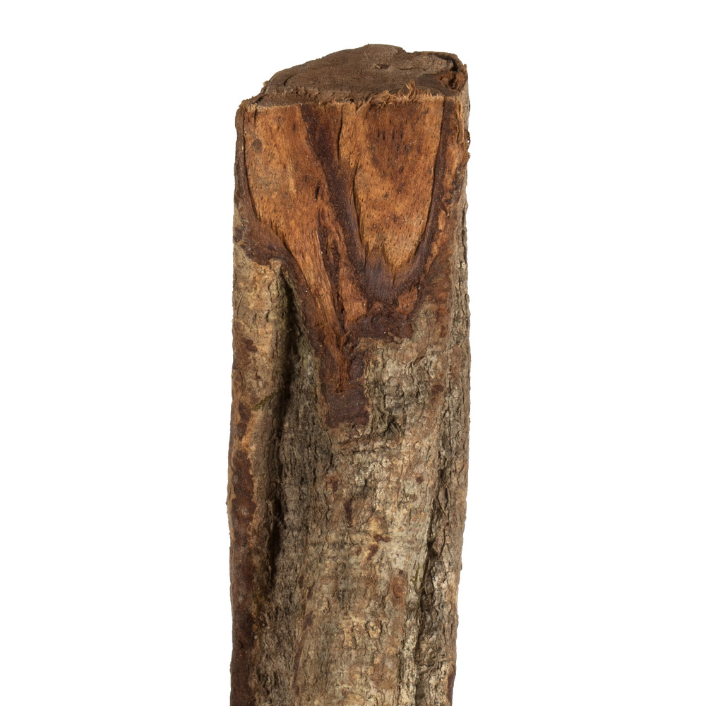 Vickerman 38-45" Twisted Vine, Dried