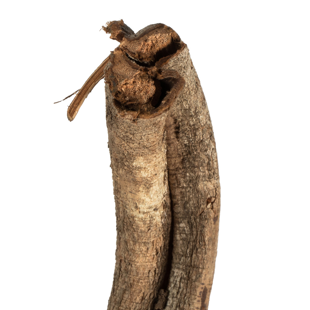 Vickerman 38-45" Twisted Vine, Dried