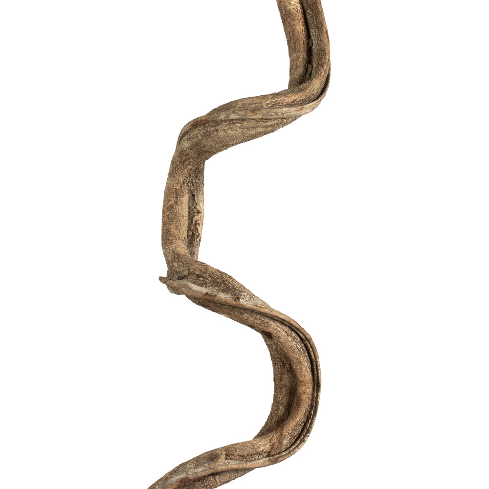 Vickerman 38-45" Twisted Vine, Dried