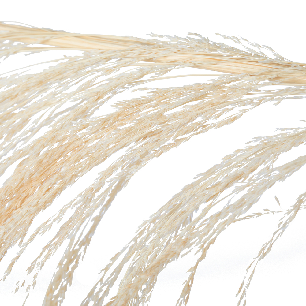 Vickerman 60-72" Uva Palm Spray