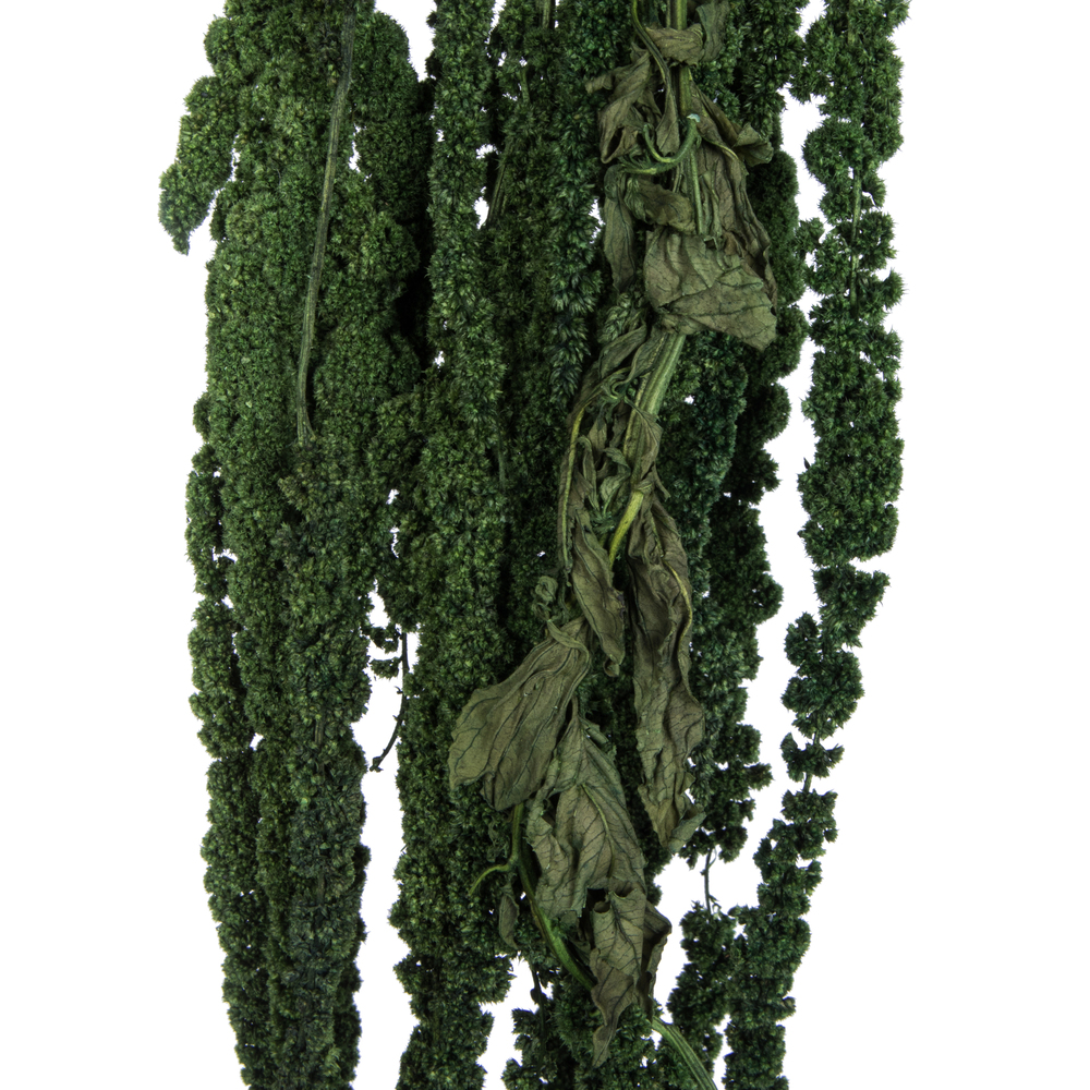 Vickerman 30" Amaranthus Bundle, Preserved