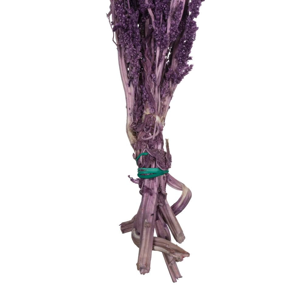 Vickerman 30" Amaranthus Bundle, Preserved