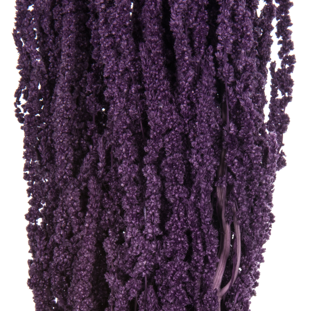 Vickerman 30" Amaranthus Bundle, Preserved