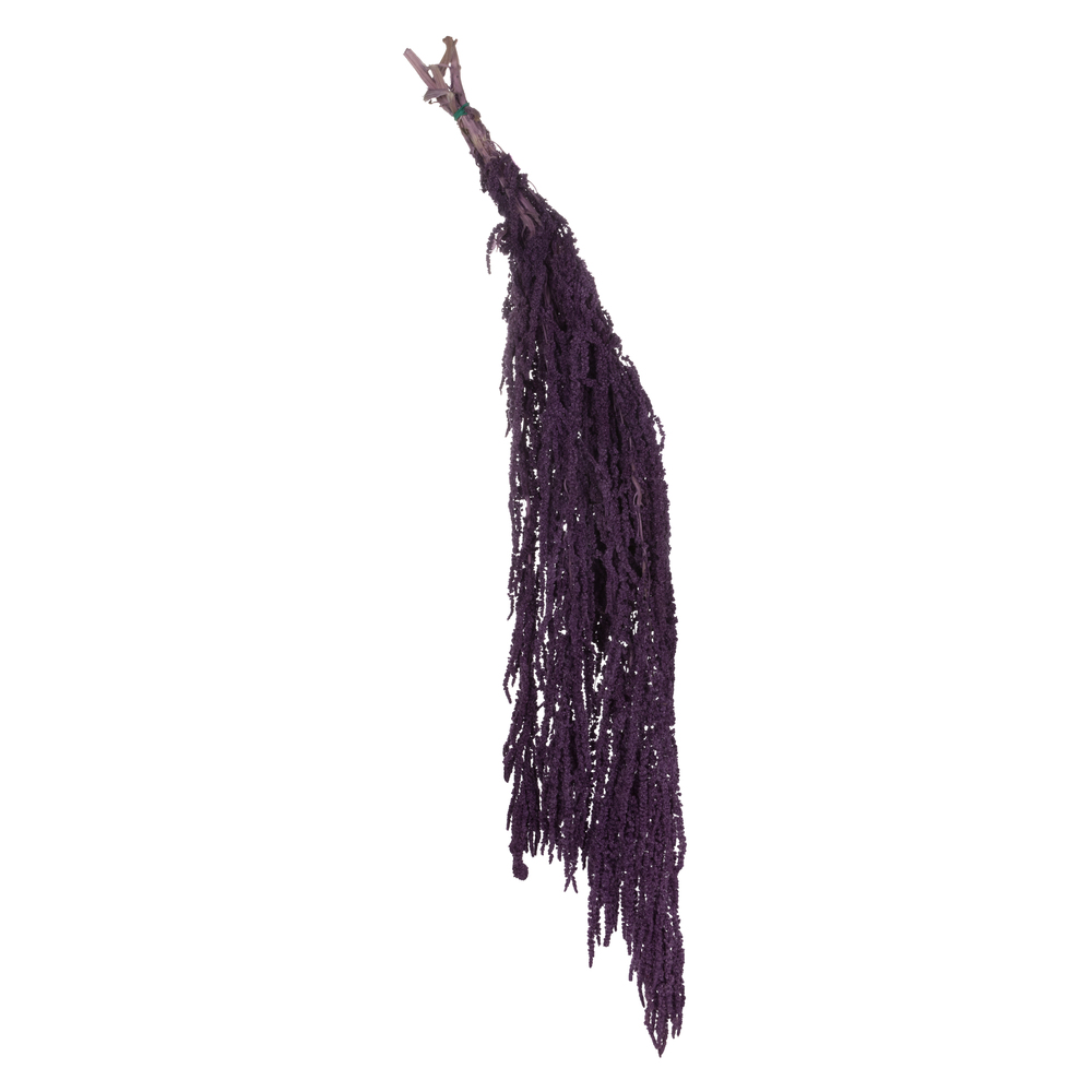 Vickerman 30" Amaranthus Bundle, Preserved