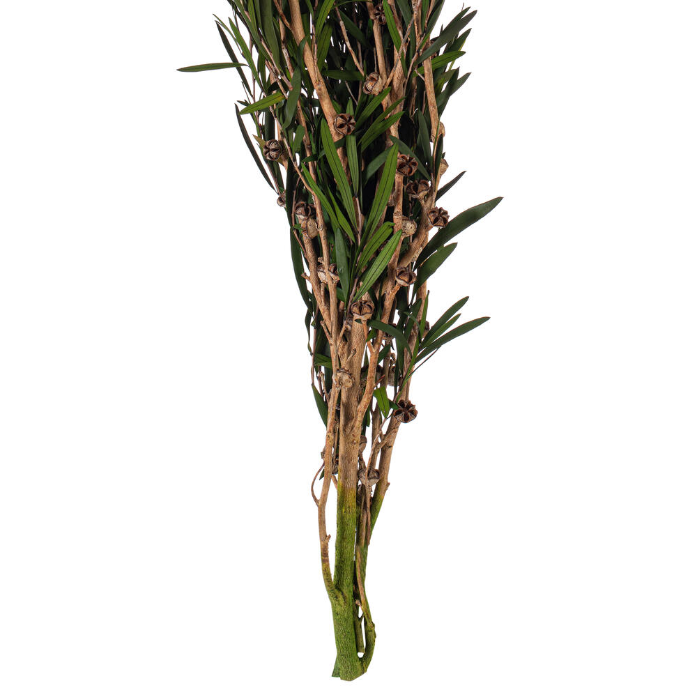 25-36" Green Lepto Longifolia Bundle 6oz