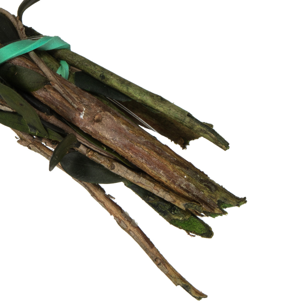 25-36" Green Lepto Longifolia Bundle 6oz