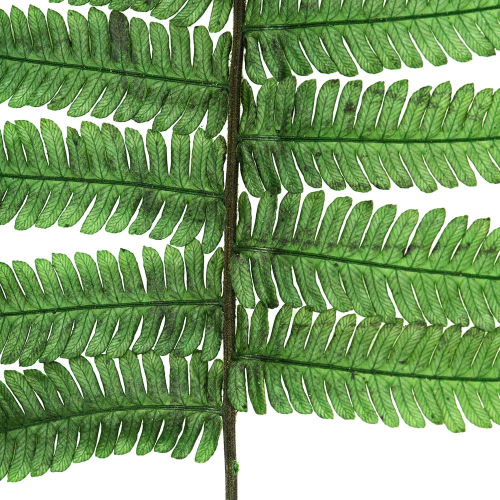 16-18" Green Parchment Fern Stem 10/Pk