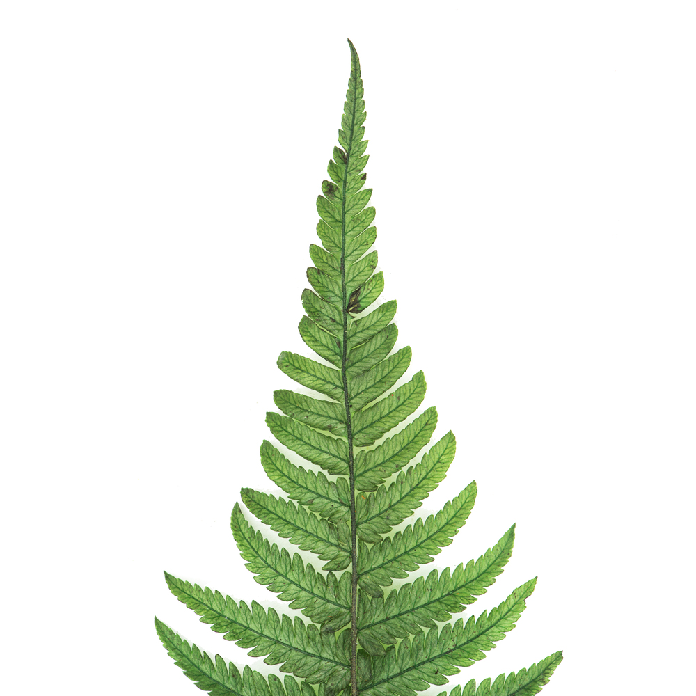 16-18" Green Parchment Fern Stem 10/Pk