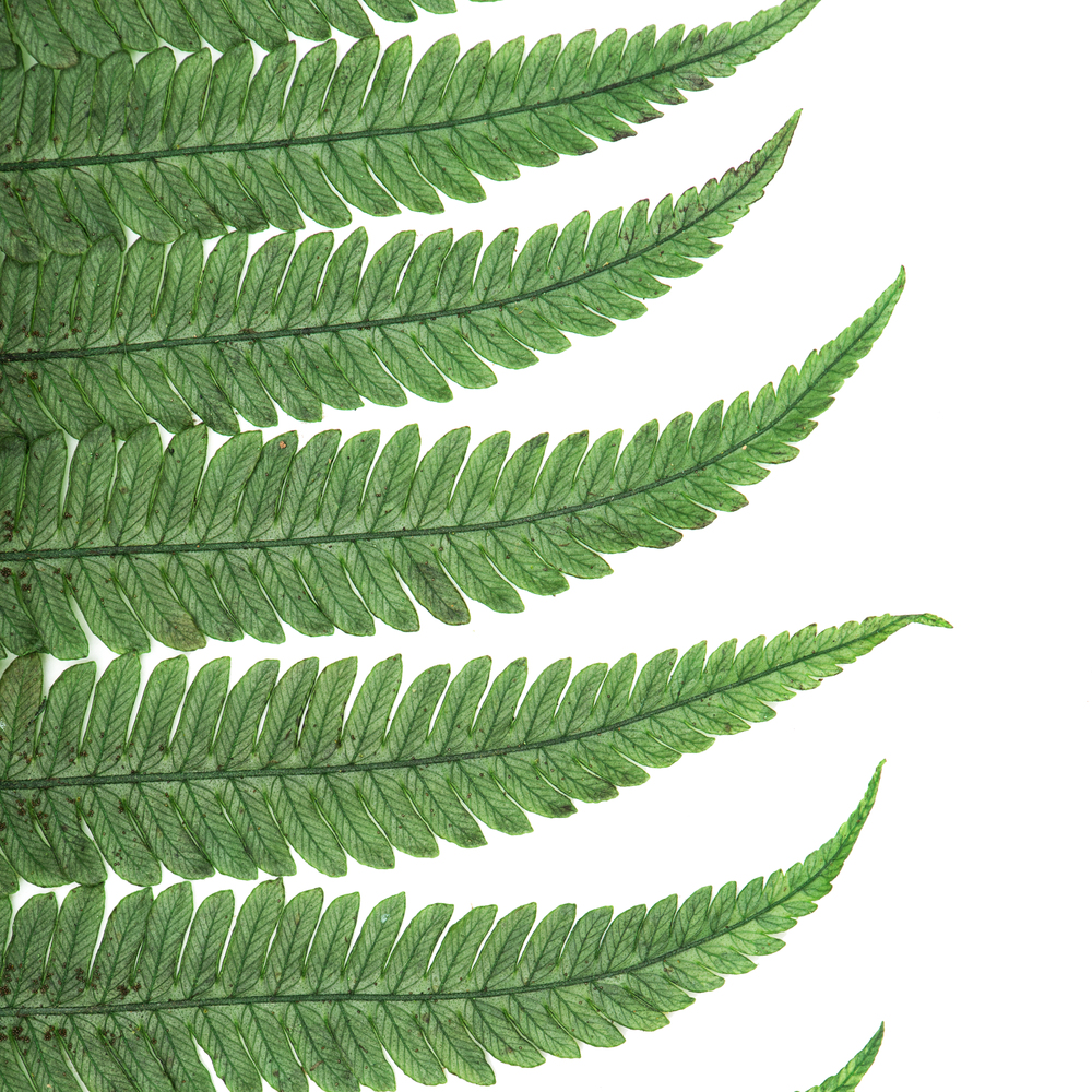 16-18" Green Parchment Fern Stem 10/Pk