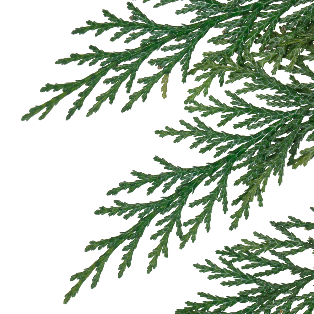 Vickerman 18-24"  Port Orford Green Cedar Branches, Preserved