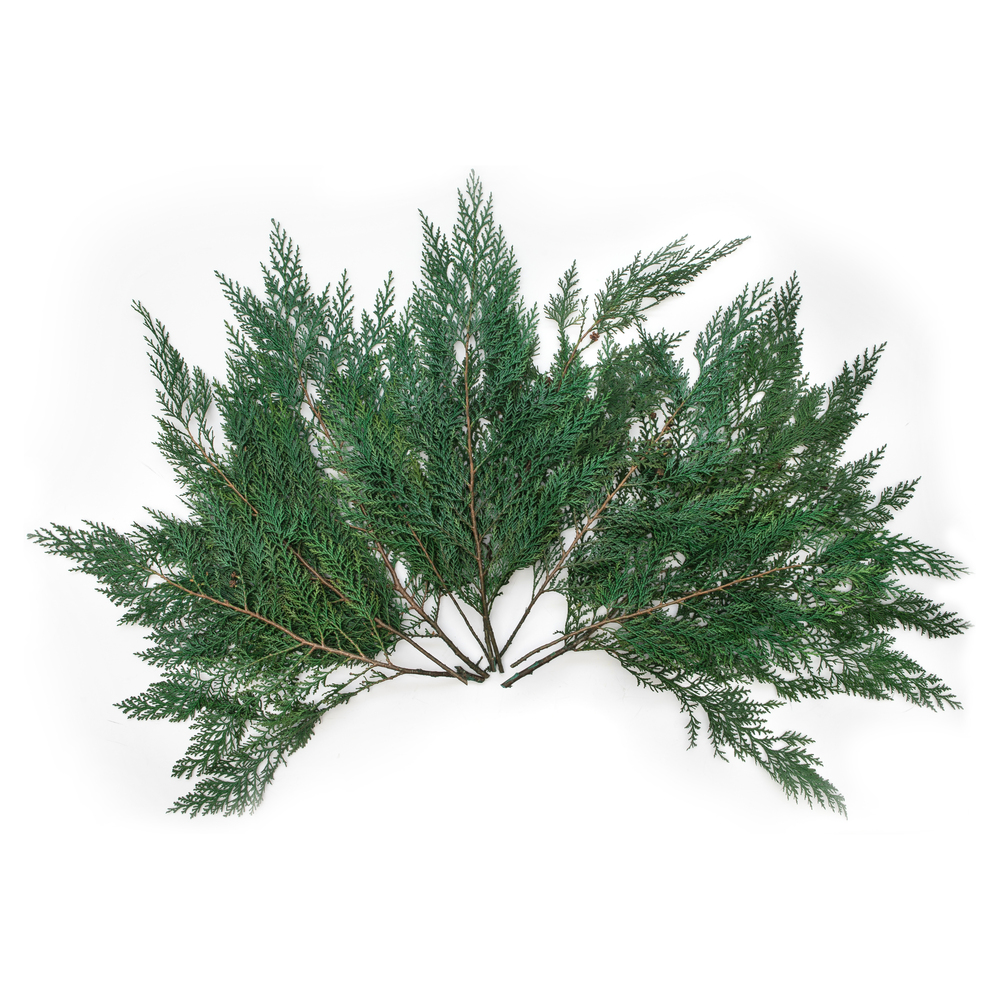 Vickerman 18-24"  Port Orford Green Cedar Branches, Preserved