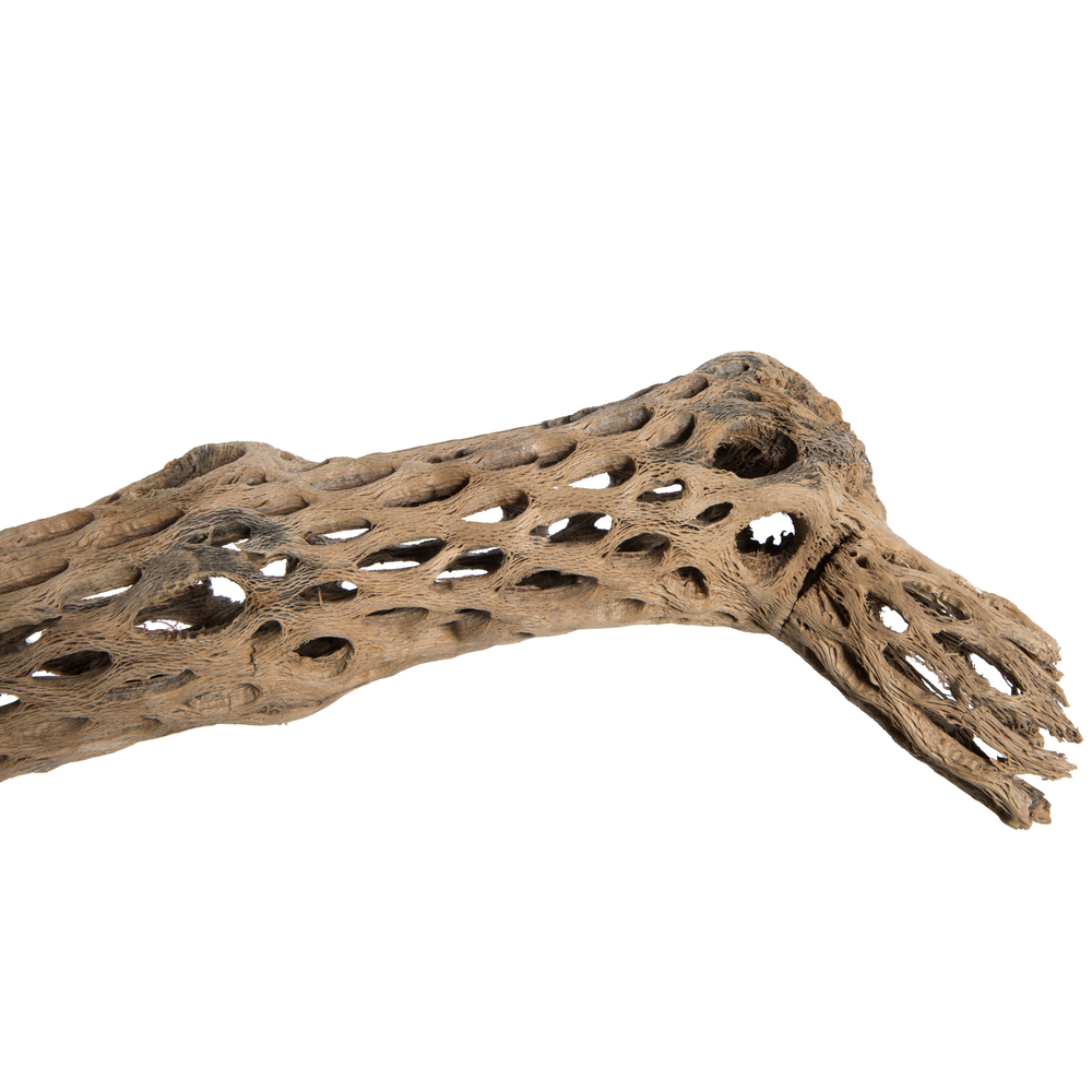Vickerman Natural Cholla Cactus Segment, Dried