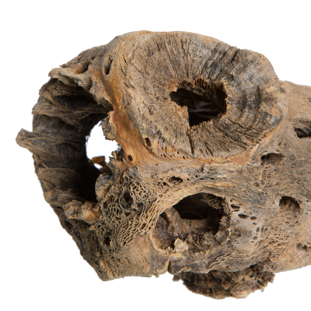 Vickerman Natural Cholla Cactus Segment, Dried